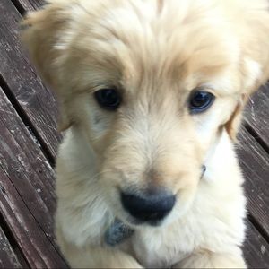 Meet your Posher, Stella